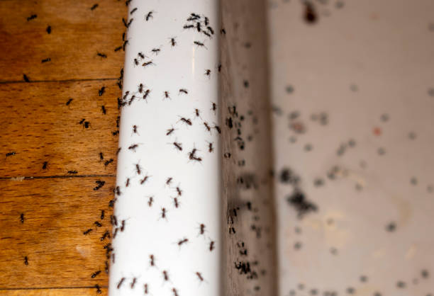Best Affordable Pest Control Services  in Concordia, KS