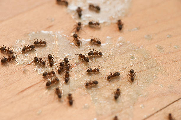 Best Pest Inspection Near Me  in Concordia, KS