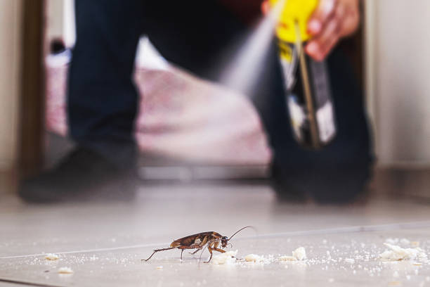 Best Wasp Removal Services  in Concordia, KS